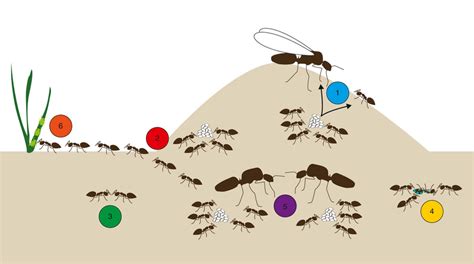 The Significance of Communication and Division of Labor in the Functioning of Ant Colonies