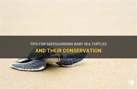 The Significance of Conservation Efforts in Safeguarding Baby Turtles