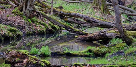 The Significance of Decaying Timber in Dreamscapes