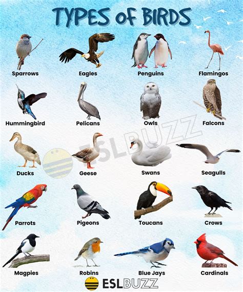 The Significance of Different Bird Species