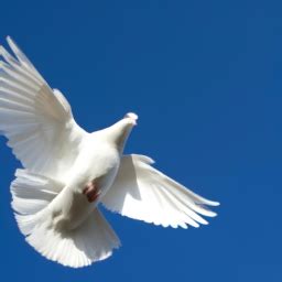 The Significance of Doves in Various Cultures