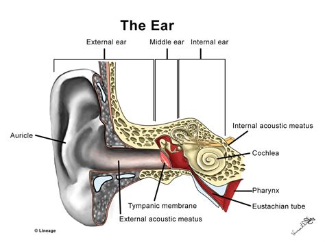 The Significance of Dream-like Experiences within the Auditory System