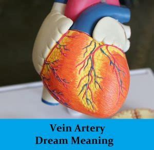 The Significance of Dreaming About Veins: A Profound Exploration