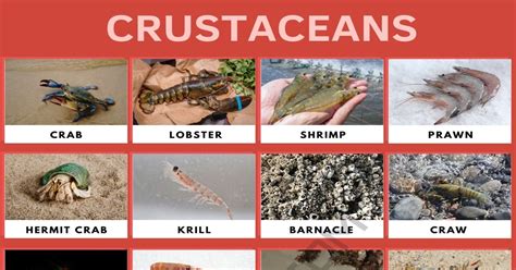 The Significance of Dreaming about Offspring of Crustaceans