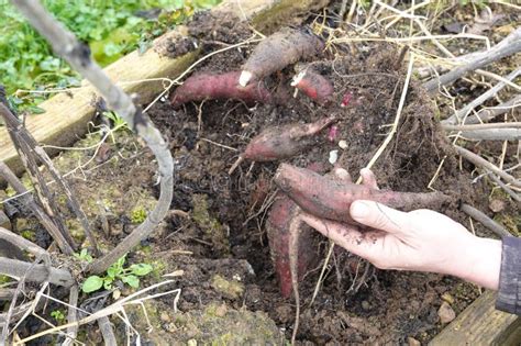 The Significance of Dreams Involving Consumption of Uncooked Tubers