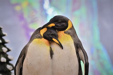 The Significance of Enormous Penguins in Varied Cultures