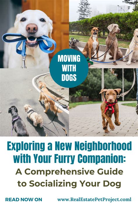 The Significance of Establishing a Connection and Socializing with Your Furry Companion