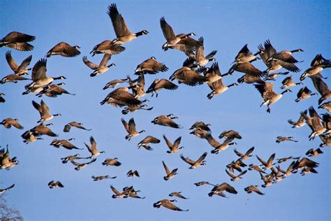 The Significance of Flocks in Dream Interpretation