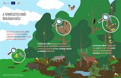 The Significance of Forest Trees in the Ecosystem