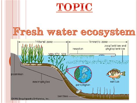 The Significance of Fresh Water Ecosystems