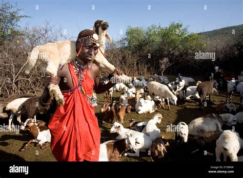 The Significance of Goat Herding in Traditional Farming