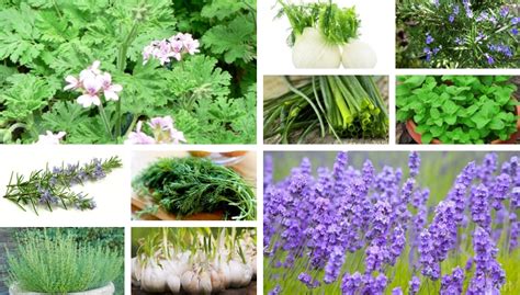 The Significance of Growing an Aromatic Herb