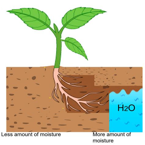 The Significance of Hydration in the Development of Plants