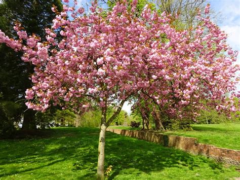 The Significance of Imagining the Symbolic Implications of Delicately Blooming Cherry Trees