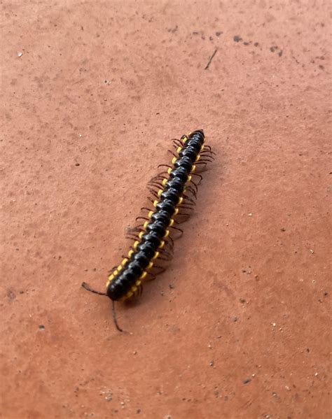 The Significance of Millipedes in Different Cultures