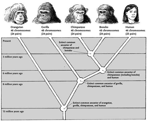 The Significance of Monkey Social Structures in Evolutionary Context