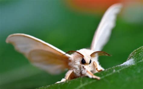 The Significance of Moths in Pollination and Ecosystems