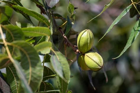 The Significance of Pecan Trees in Dreamscapes