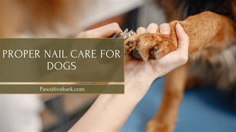 The Significance of Proper Nail Care for Canine Companions