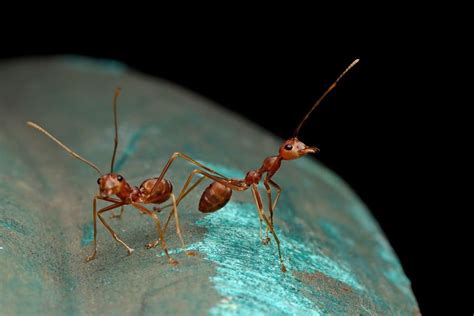 The Significance of Red Ants Crawling: A Comprehensive Analysis