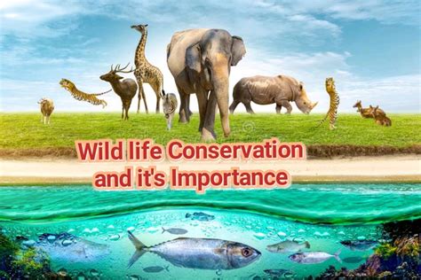 The Significance of Responsible Wildlife Ownership and Education