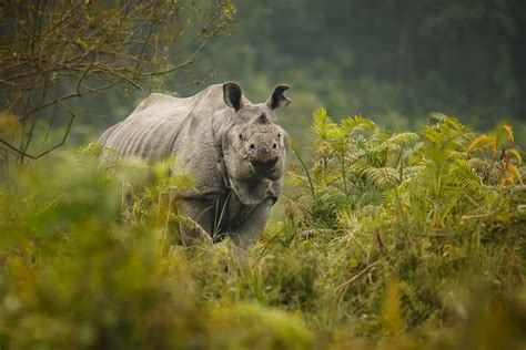 The Significance of Rhino Horns: A Cultural and Historical Perspective