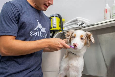 The Significance of Routine Veterinary Check-Ups