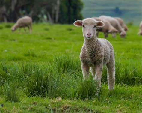 The Significance of Sheep and Lambs in Dreamscapes