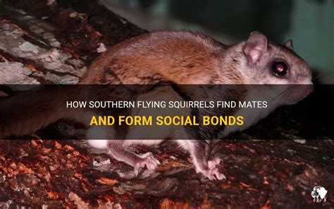 The Significance of Squirrel Dialogue: Establishing Social Bonds