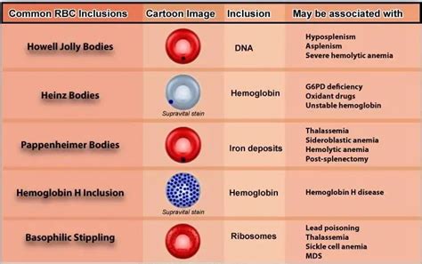 The Significance of Tiny Red Cells: Exploring Their Vitality in the Organism