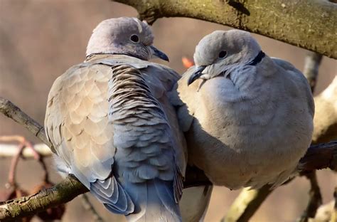 The Significance of Turtle Doves in Religious Traditions