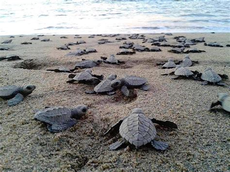 The Significance of Turtle Preservation