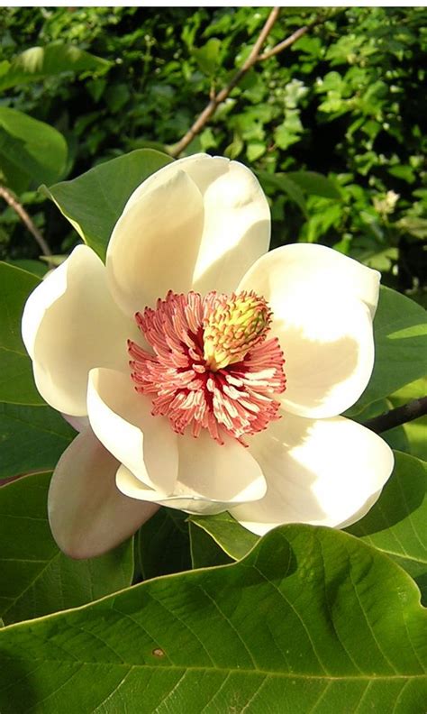 The Significance of Various Colors in Magnolia Flowers