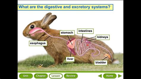 The Significance of Visions Involving Animal Organs