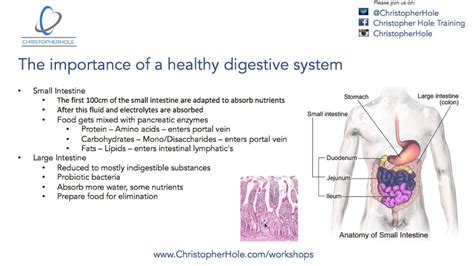 The Significance of a Healthy Digestive System