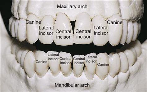 The Significance of an Impeccable Anterior Tooth: Its Importance to One's Overall Appearance 