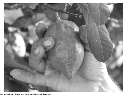 The Significance of the Citrus Medica in Various Cultures