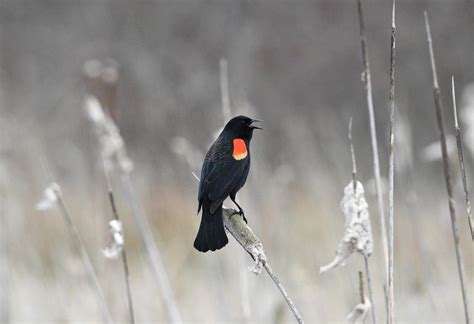 The Significance of the Red Winged Blackbird: Nature's Messenger