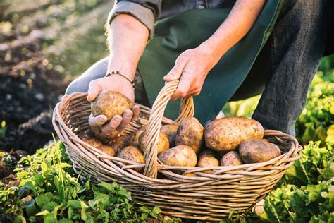 The Skillful and Gratifying Process of Potato Picking: Valuable Pointers for an Abundant Yield