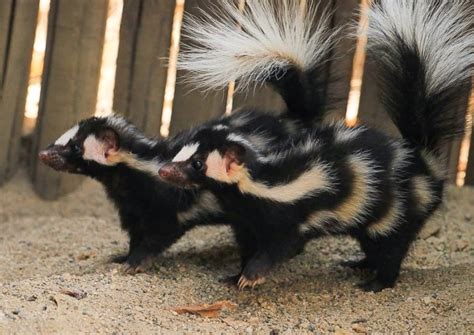 The Social Interaction of Skunks: How Communication Facilitates Stronger Bonds