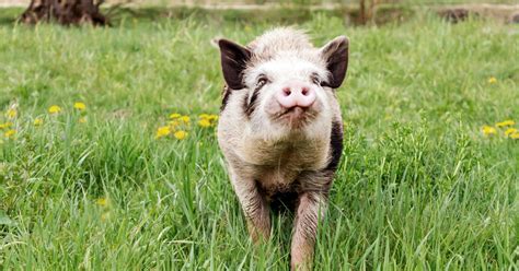 The Social Nature of Pigs: Remarkably Interactive and Empathetic