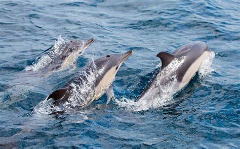 The Social Structure and Behavior of Dolphins