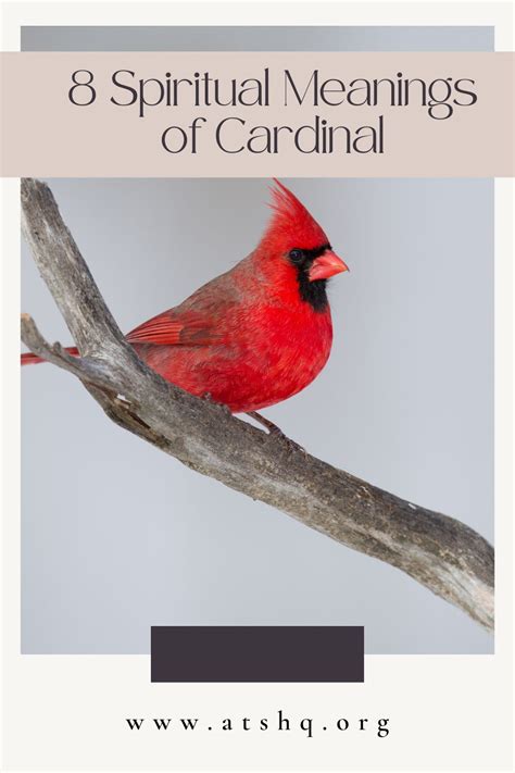 The Spiritual Significance of Cardinal Birds