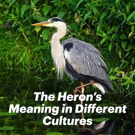 The Spiritual Significance of Herons in Various Cultures