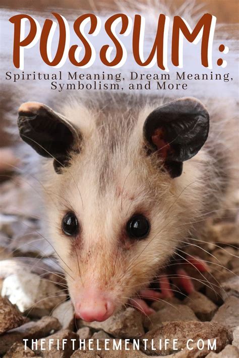 The Spiritual Significance of Possums and their Symbolism in Dreams