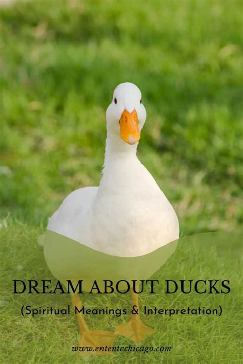 The Spiritual Significance of a Duck in Dream Interpretation