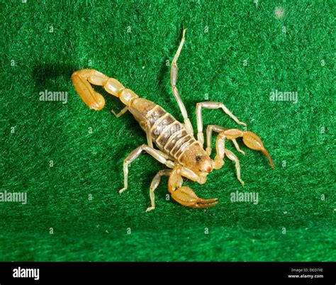 The Sting of the Arachnid: Decoding Visions of a Scorpion Perched on Your Spine