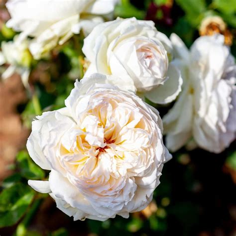 The Subtle Elegance of White Roses