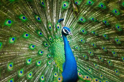 The Symbolic Beauty of a Lustrous Peacock