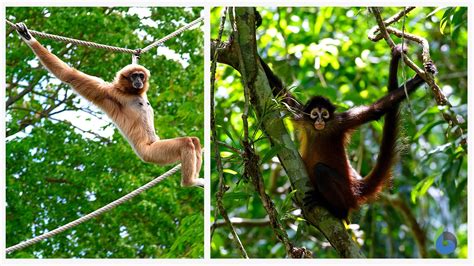 The Symbolic Interpretation of a Descending Arboreal Limb